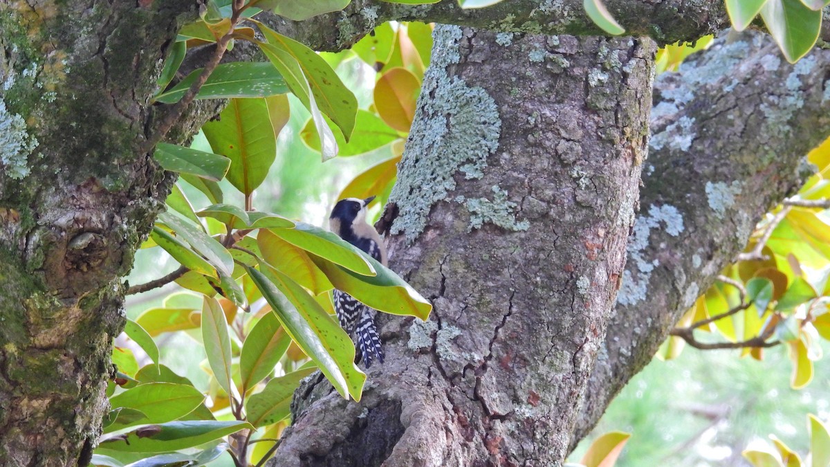 White-fronted Woodpecker - ML584047541