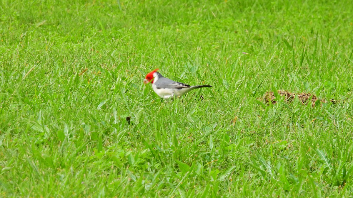 Red-crested Cardinal - ML584047741