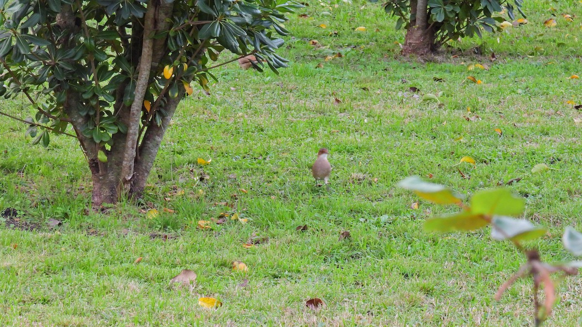 Rufous Hornero - Hugo Valderrey