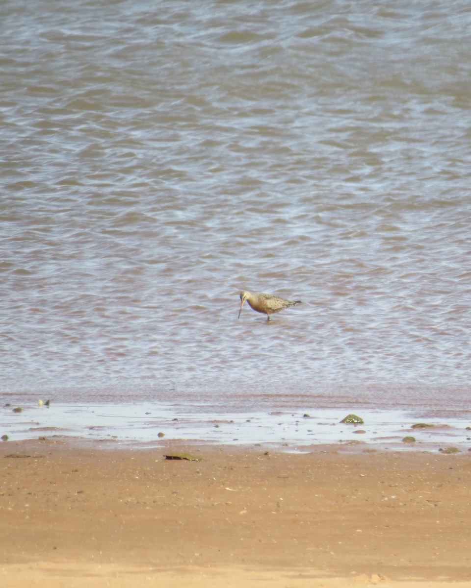 Hudsonian Godwit - ML584047871