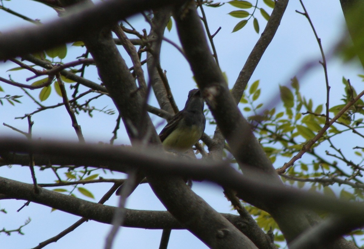 Great Crested Flycatcher - David Simpson