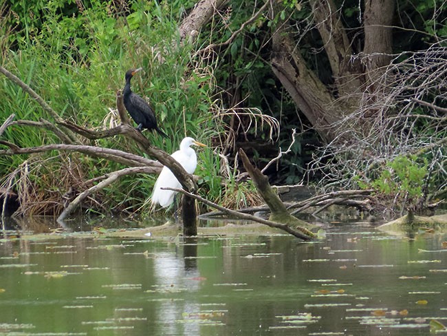 Great Egret - ML584048341