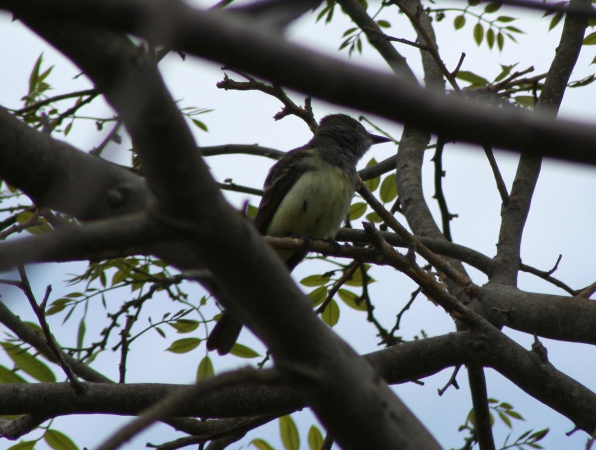 Great Crested Flycatcher - David Simpson