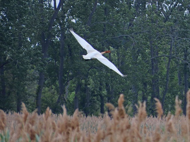 Trumpeter Swan - ML584048451