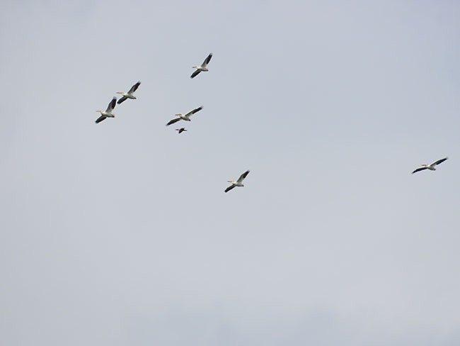 American White Pelican - Nancy Anderson