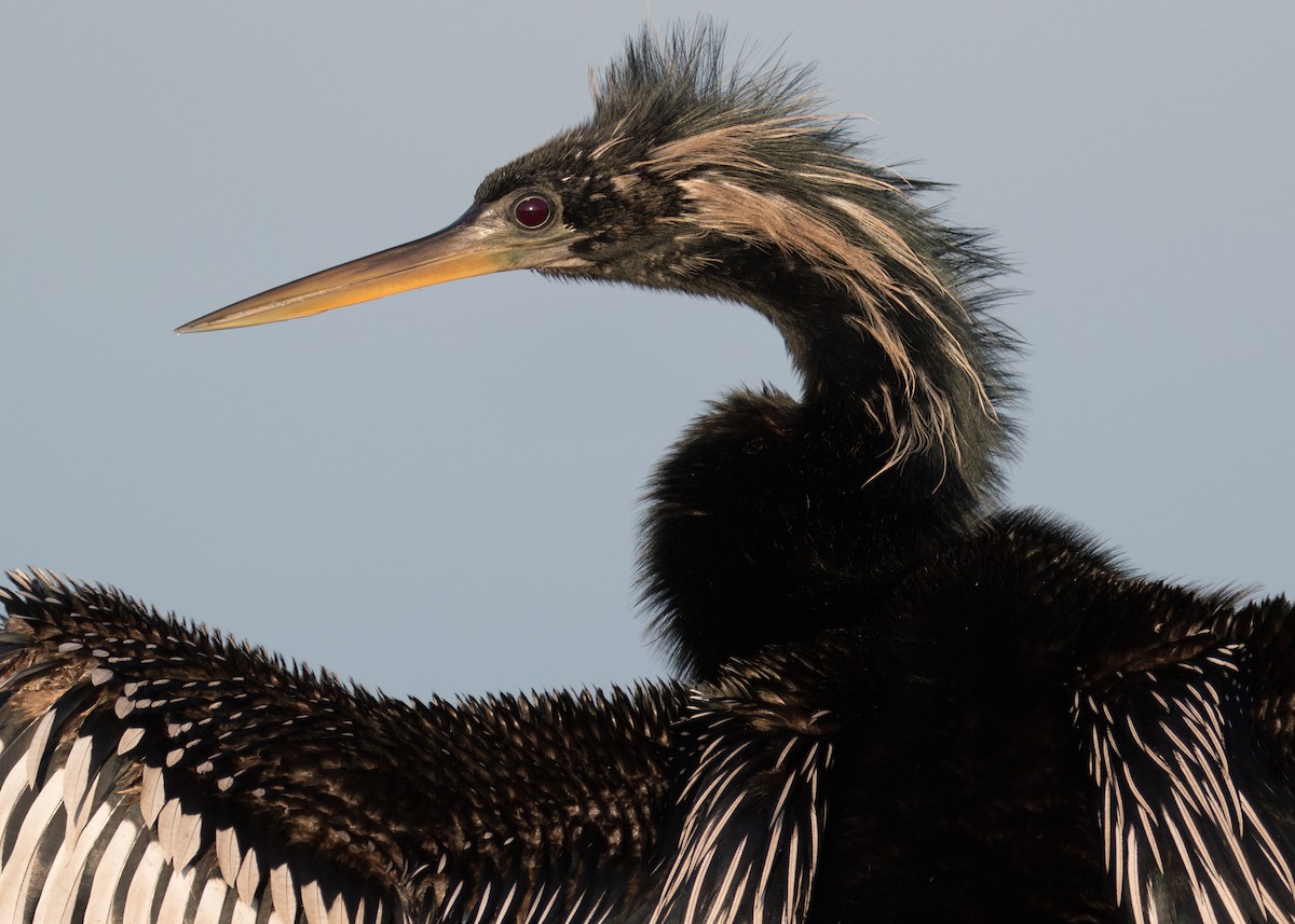 Anhinga Americana - ML58404861