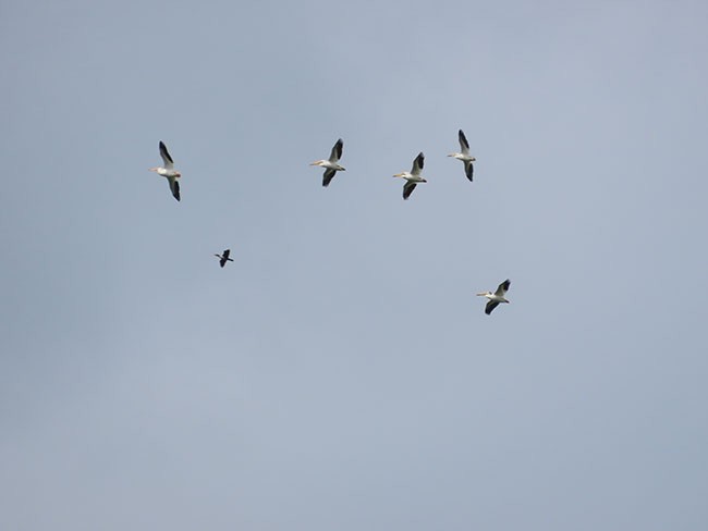 American White Pelican - ML584048641