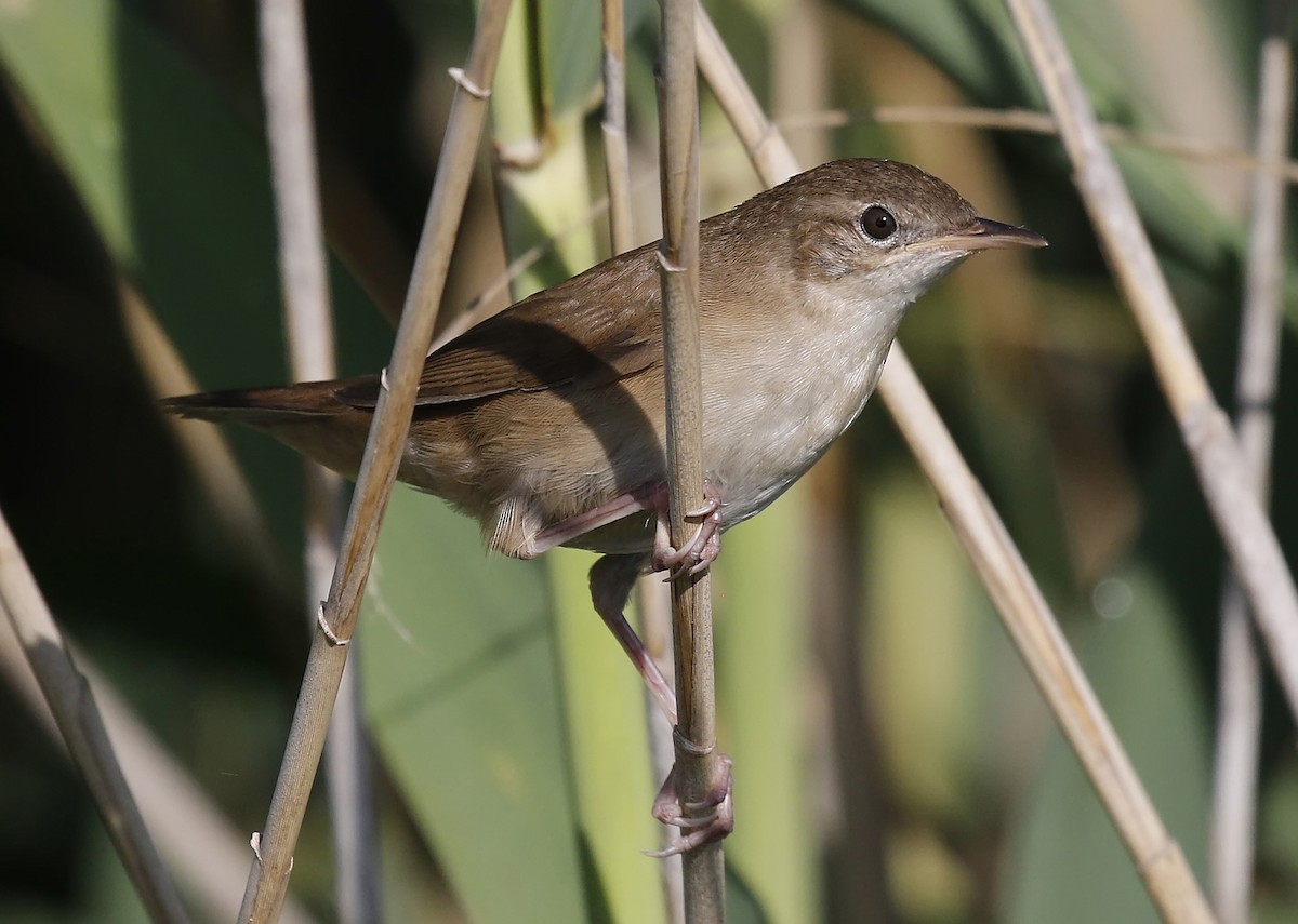 Savi's Warbler - ML584049021