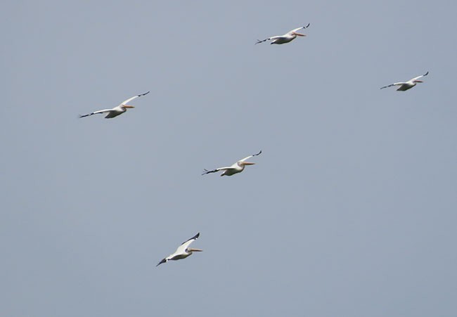 American White Pelican - ML584049241