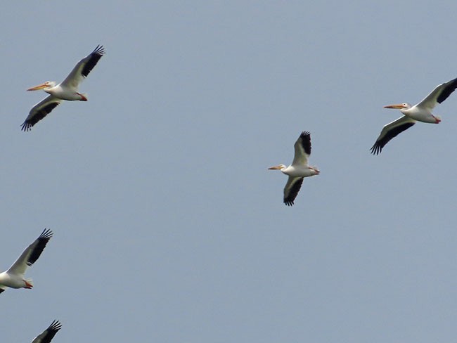 American White Pelican - ML584049291