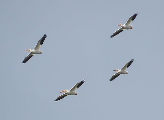 American White Pelican - ML584049411