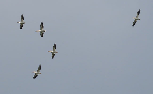 American White Pelican - ML584049671