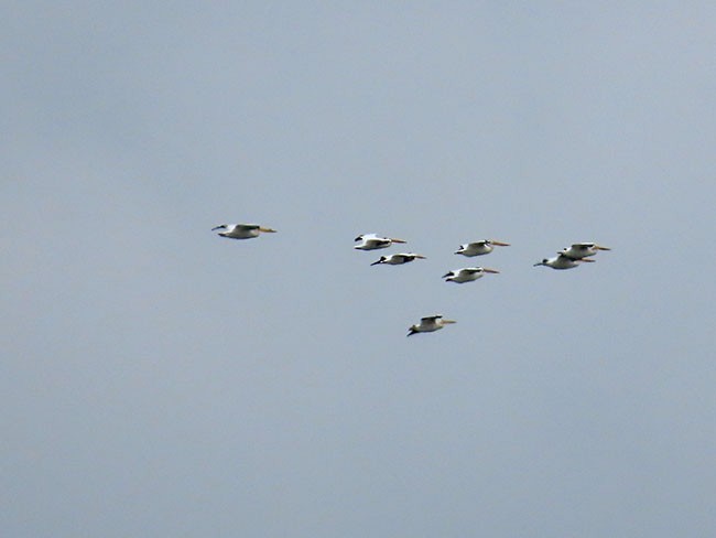 American White Pelican - ML584049721