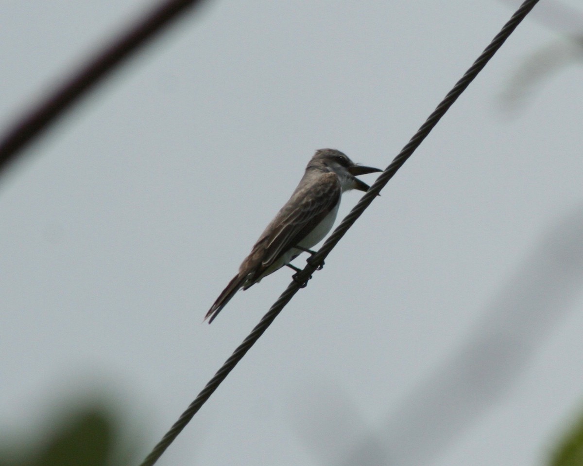 Gray Kingbird - ML58404991