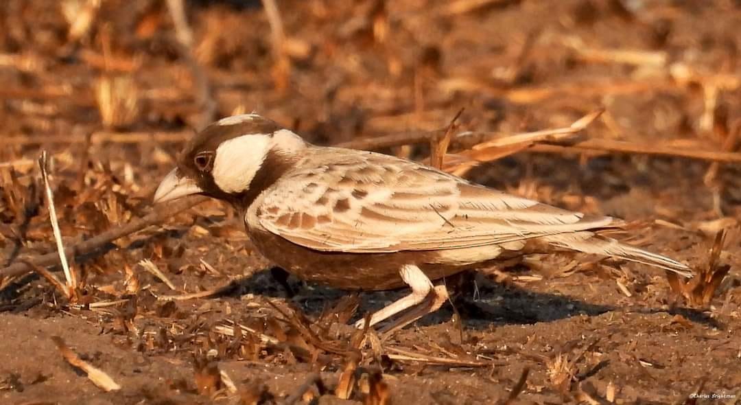 Gray-backed Sparrow-Lark - ML584049951