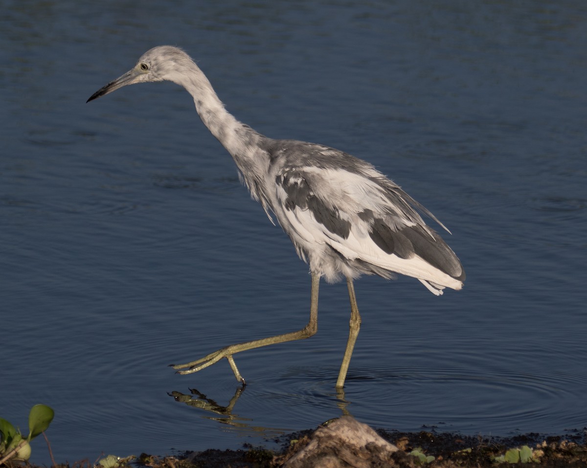 Little Blue Heron - Lynette Spence