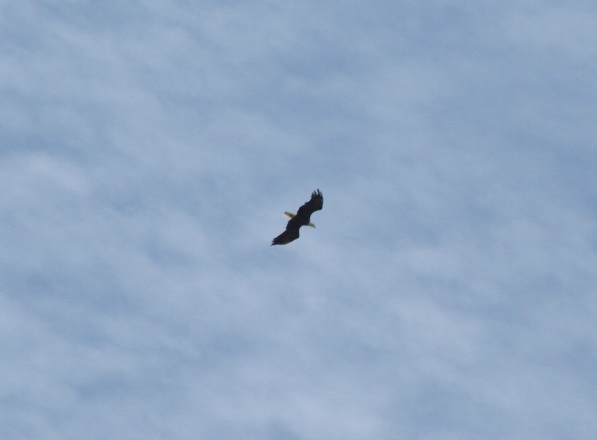 Bald Eagle - ML58405131