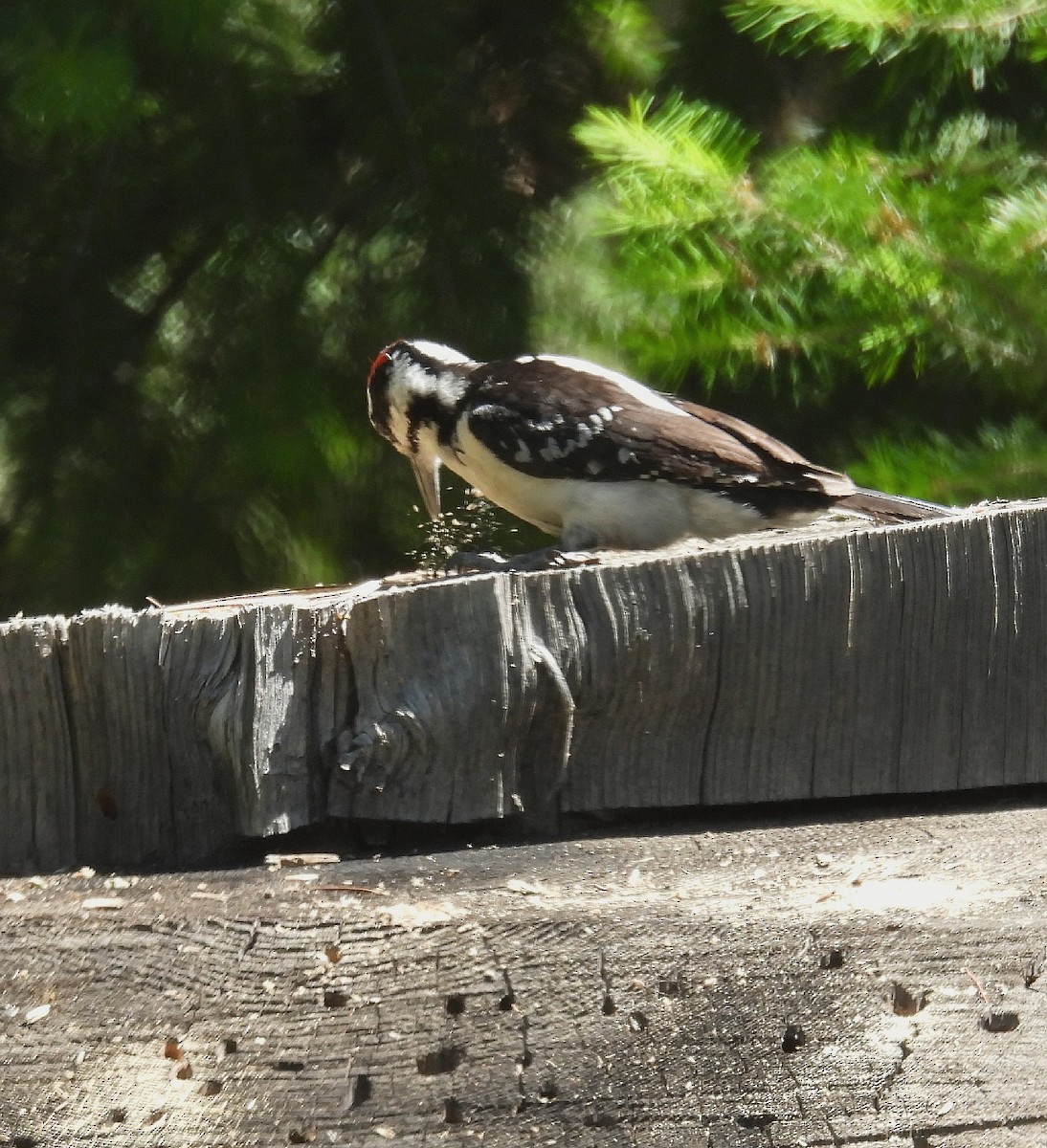 Hairy Woodpecker - ML584052891