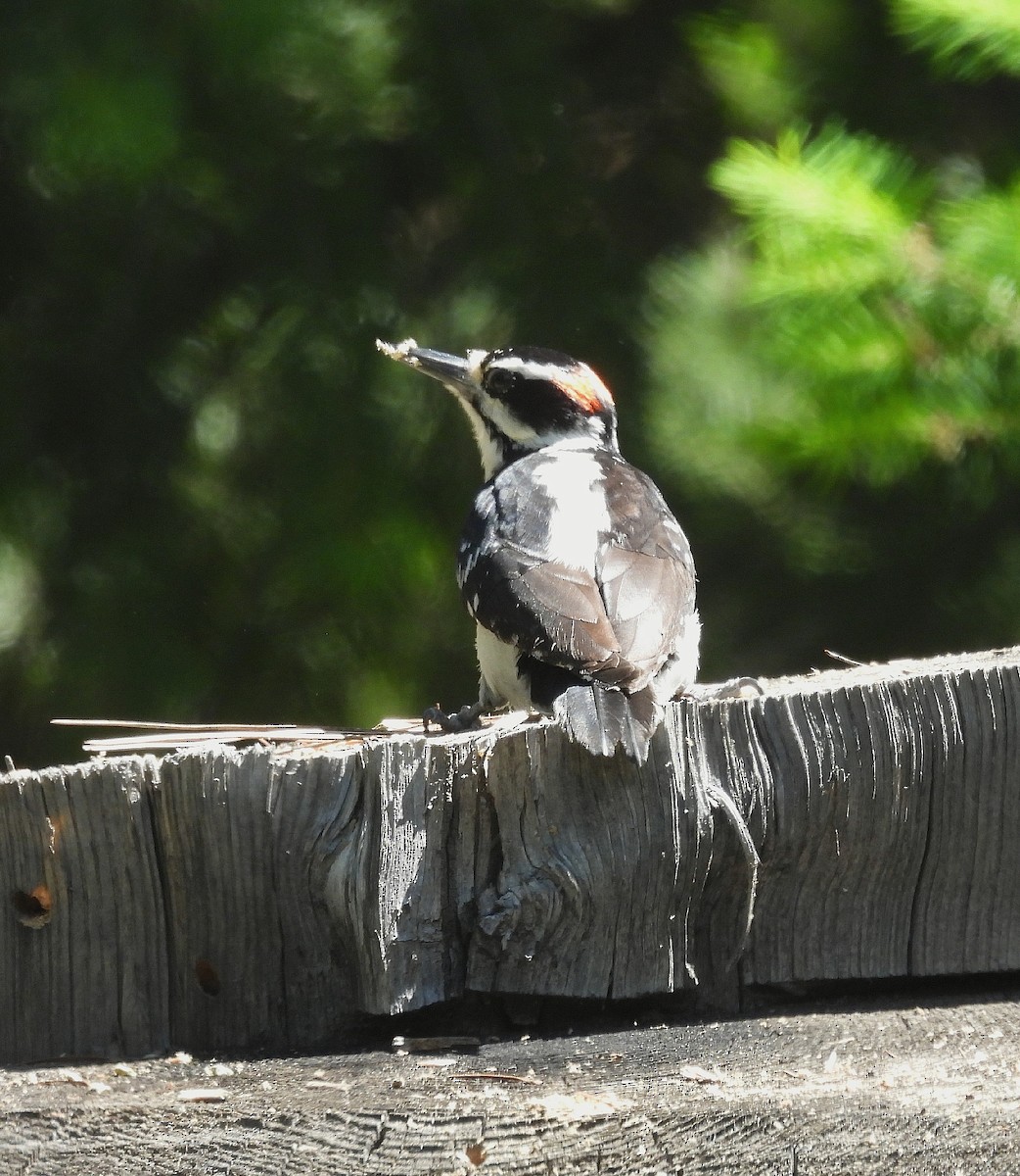 Hairy Woodpecker - ML584052901