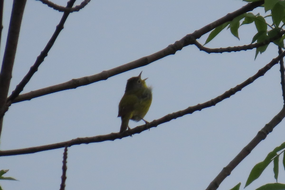 Nashville Warbler - Paul Nicholson