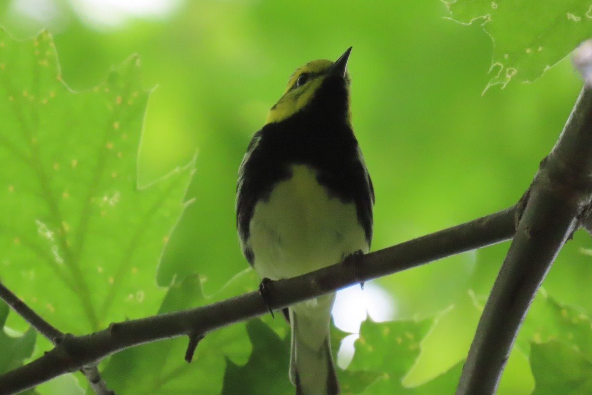 Black-throated Green Warbler - Paul Nicholson