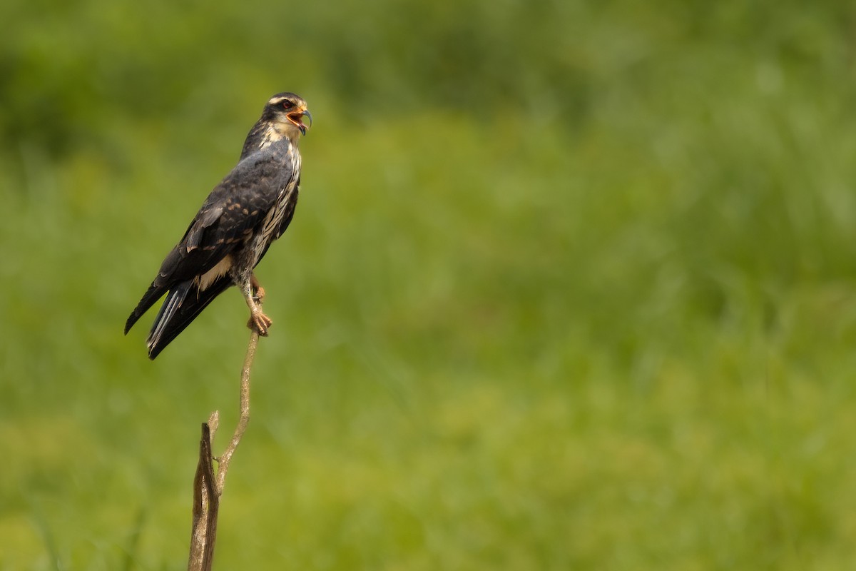 Snail Kite - ML584057271