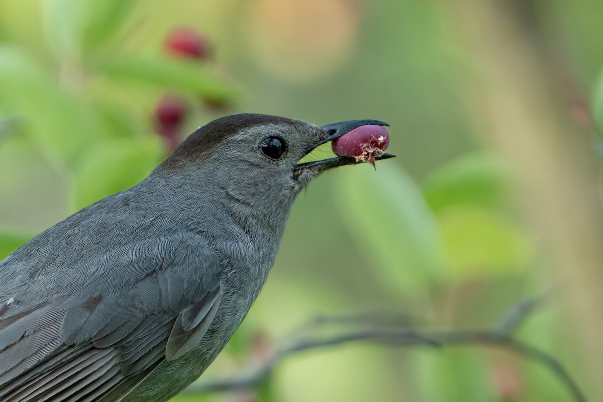 Gray Catbird - ML584058841