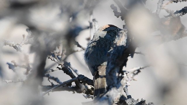 Rufous-crowned Sparrow - ML584059351