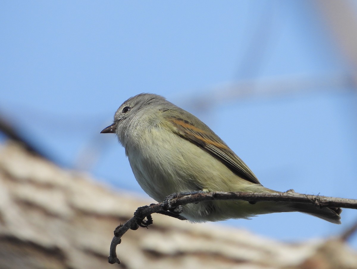 Southern Beardless-Tyrannulet - ML584059521