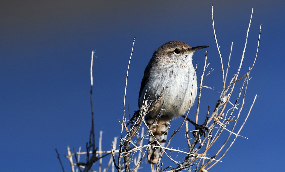 Rock Wren - ML584060041