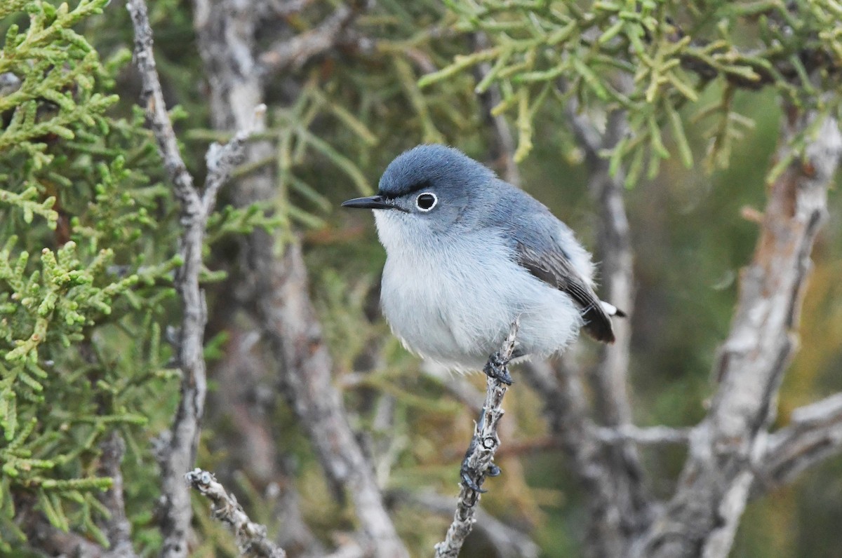 Gobemoucheron gris-bleu - ML584060071