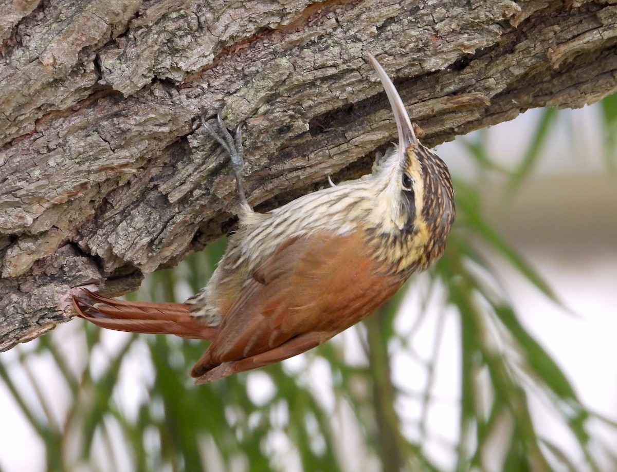 Narrow-billed Woodcreeper - Horacio Matarasso /  Buenos Días Birding