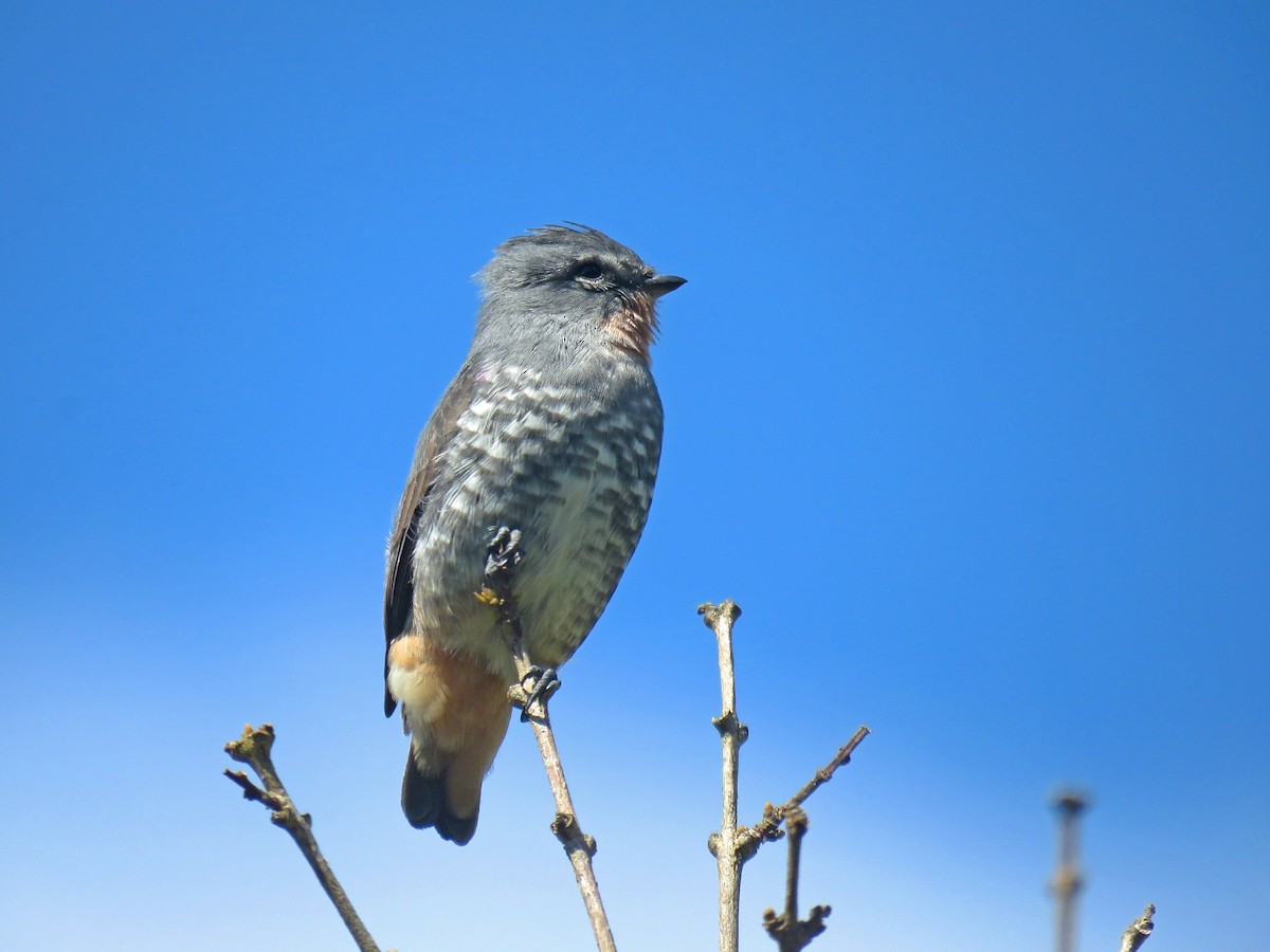 Buff-throated Purpletuft - Mateus Santos