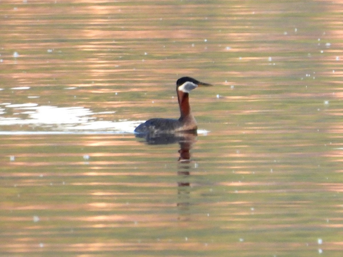 Red-necked Grebe - ML584061351