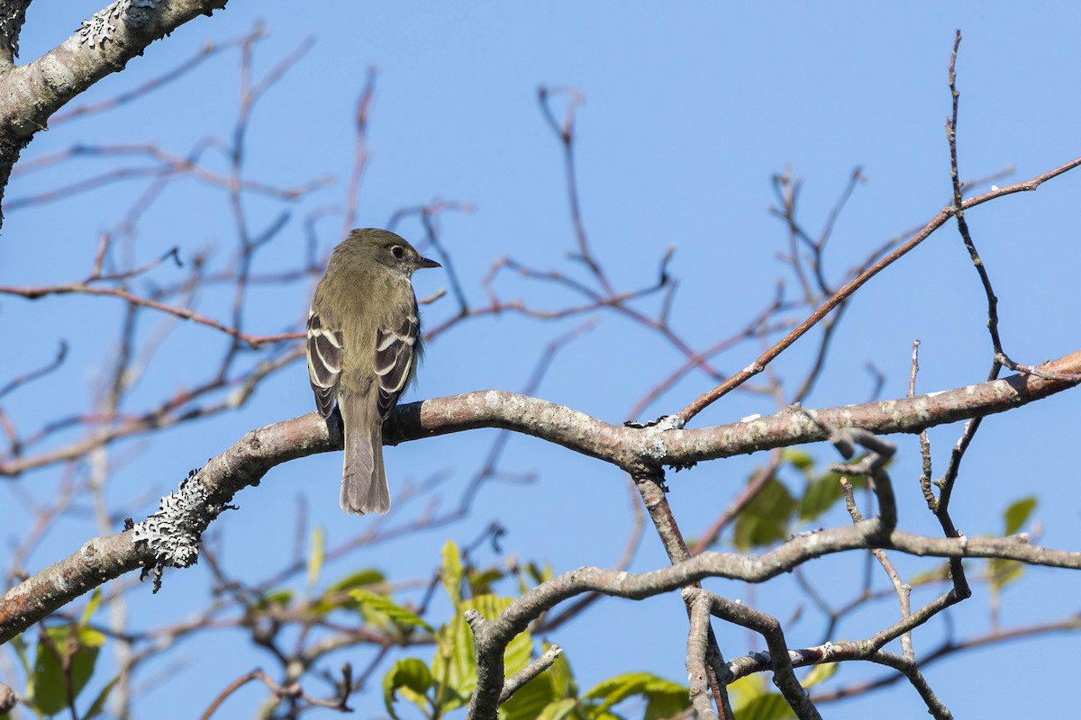 Alder Flycatcher - ML584061481