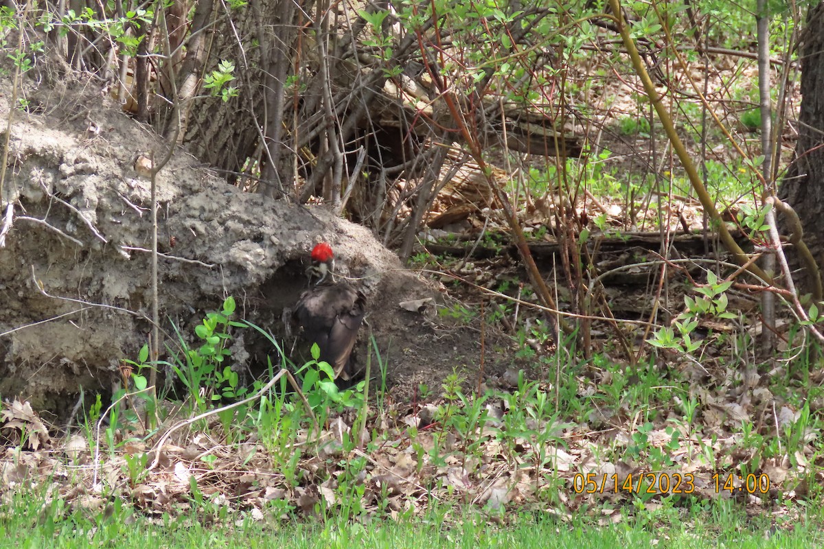 Pileated Woodpecker - Kathrynne & Paul Baumtrog