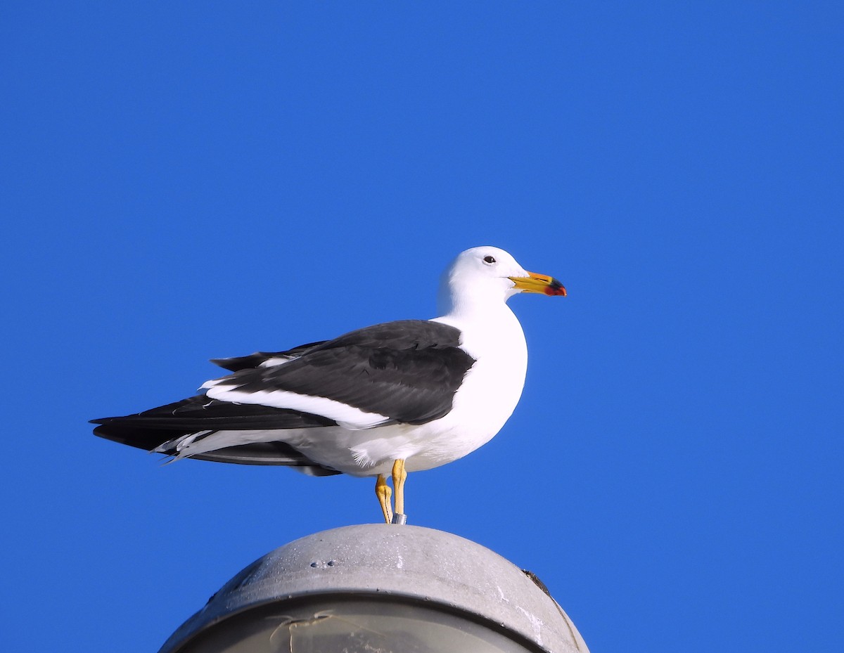 Olrog's Gull - ML584062681