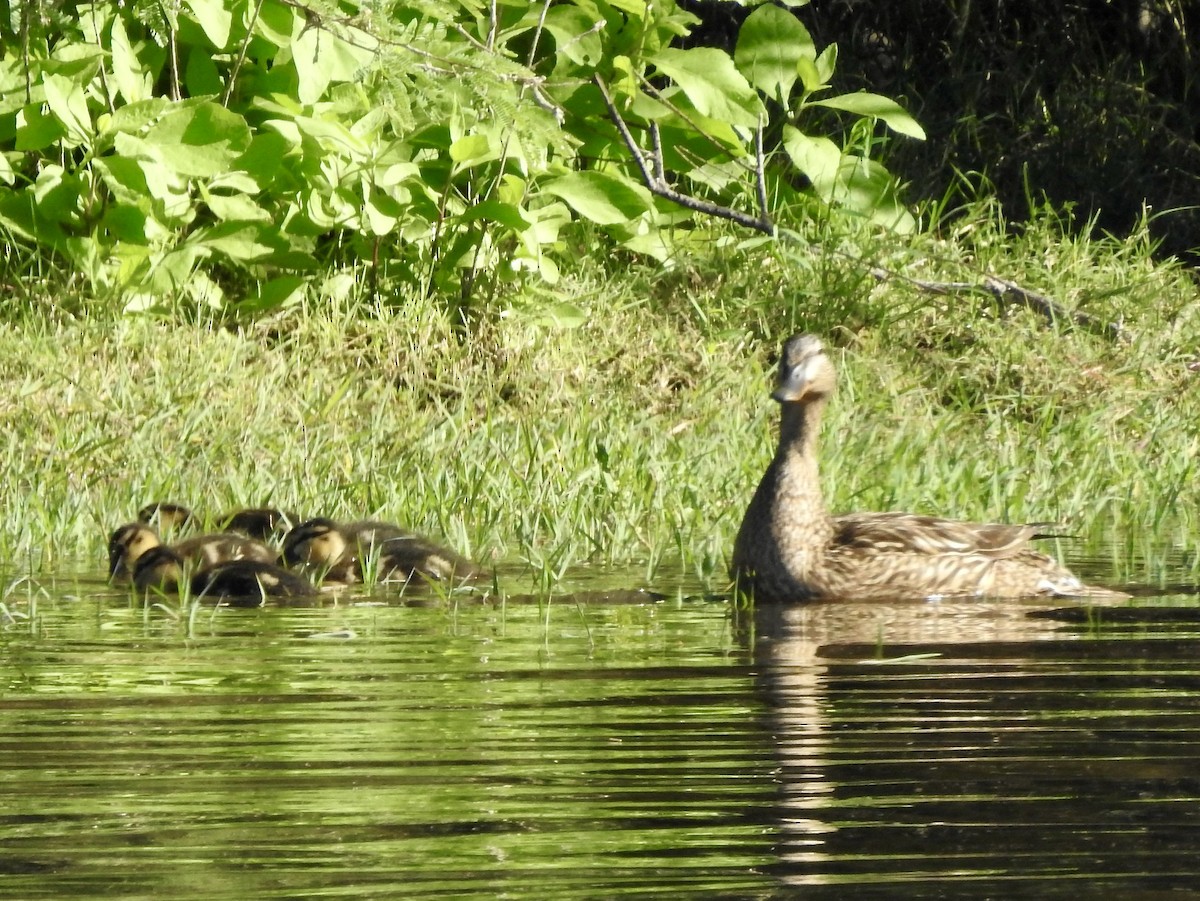 Canard colvert - ML584063091