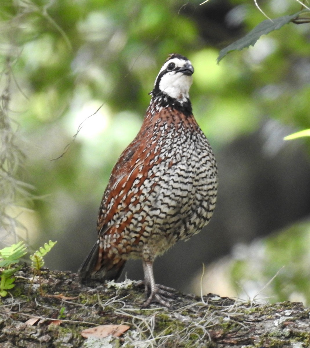 Northern Bobwhite - ML584063361