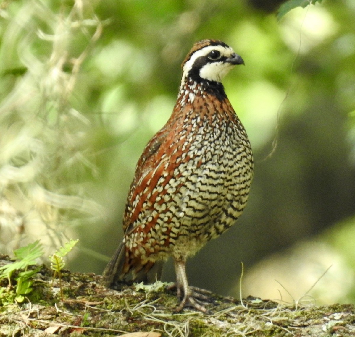 Northern Bobwhite - alice horst