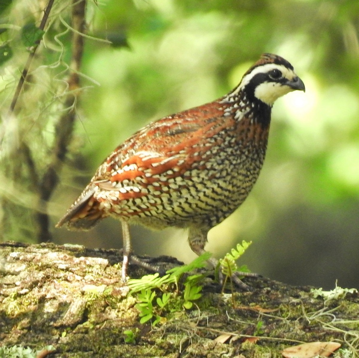 Northern Bobwhite - ML584063381