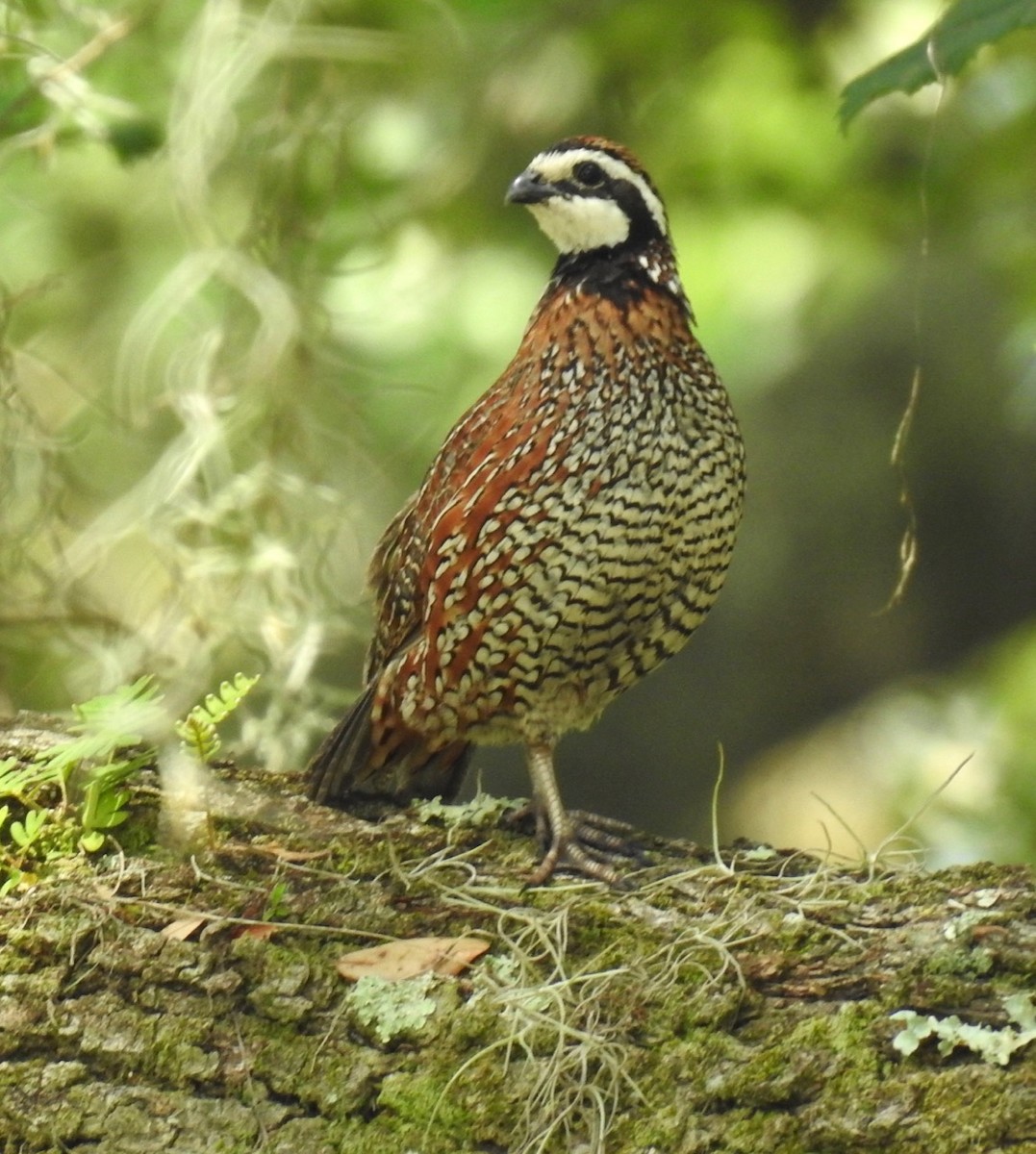 Northern Bobwhite - ML584063391