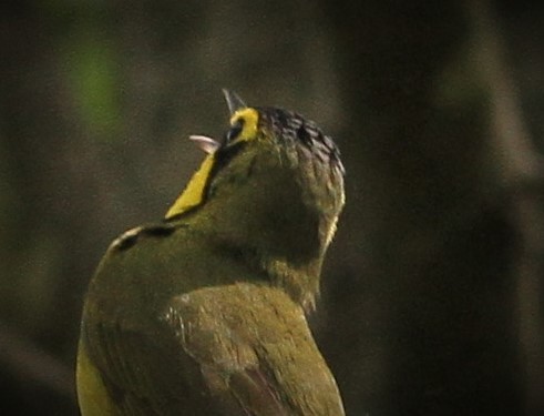 Kentucky Warbler - ML58406401