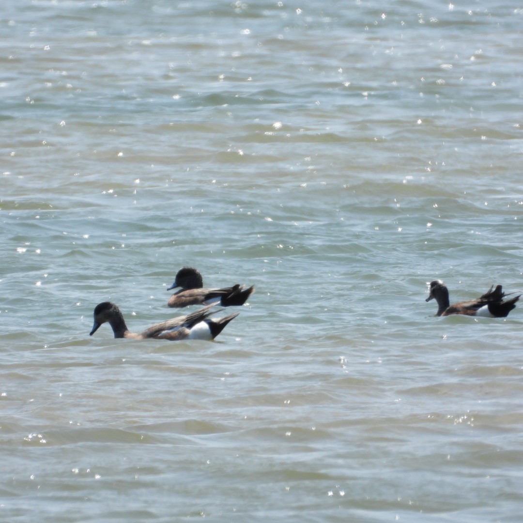 American Wigeon - ML584064231