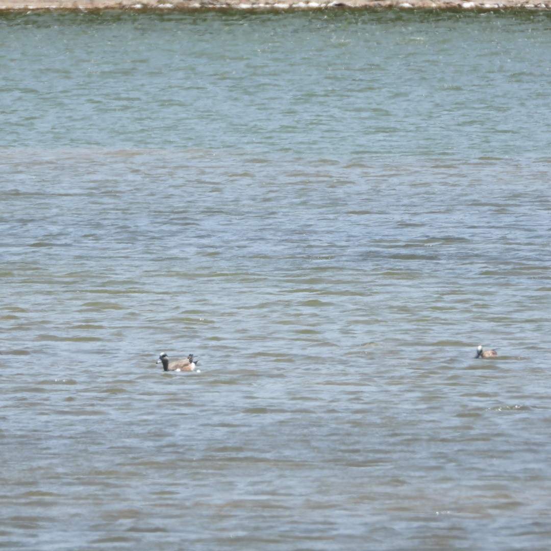 American Wigeon - Manon Guglia