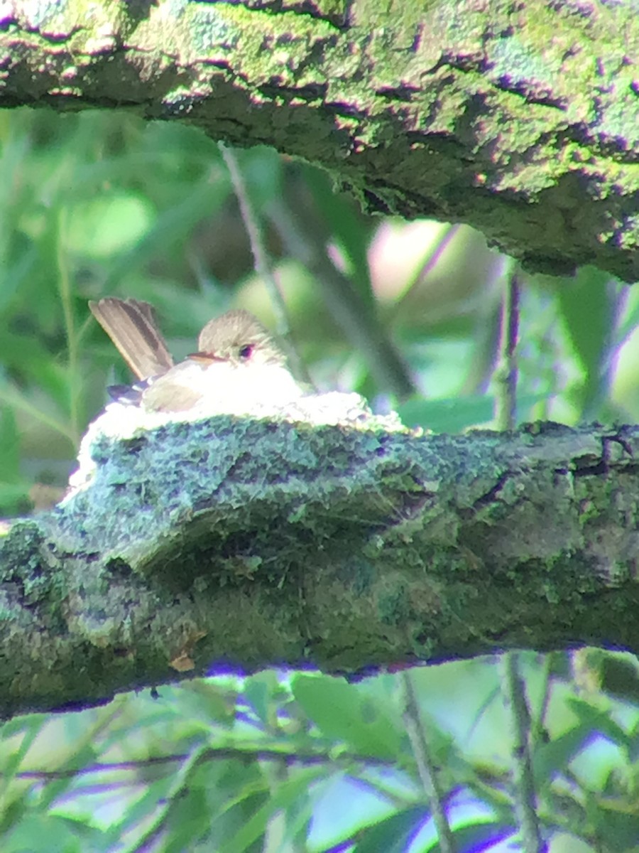 Eastern Wood-Pewee - Thomas Wood