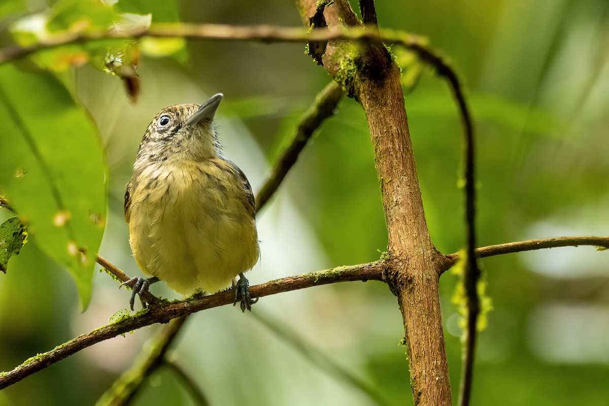 Spot-crowned Antvireo - ML584065081