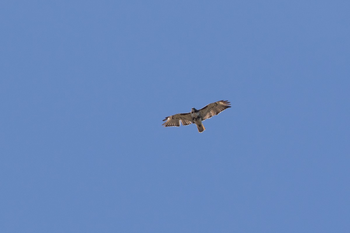 Red-tailed Hawk - ML584066481