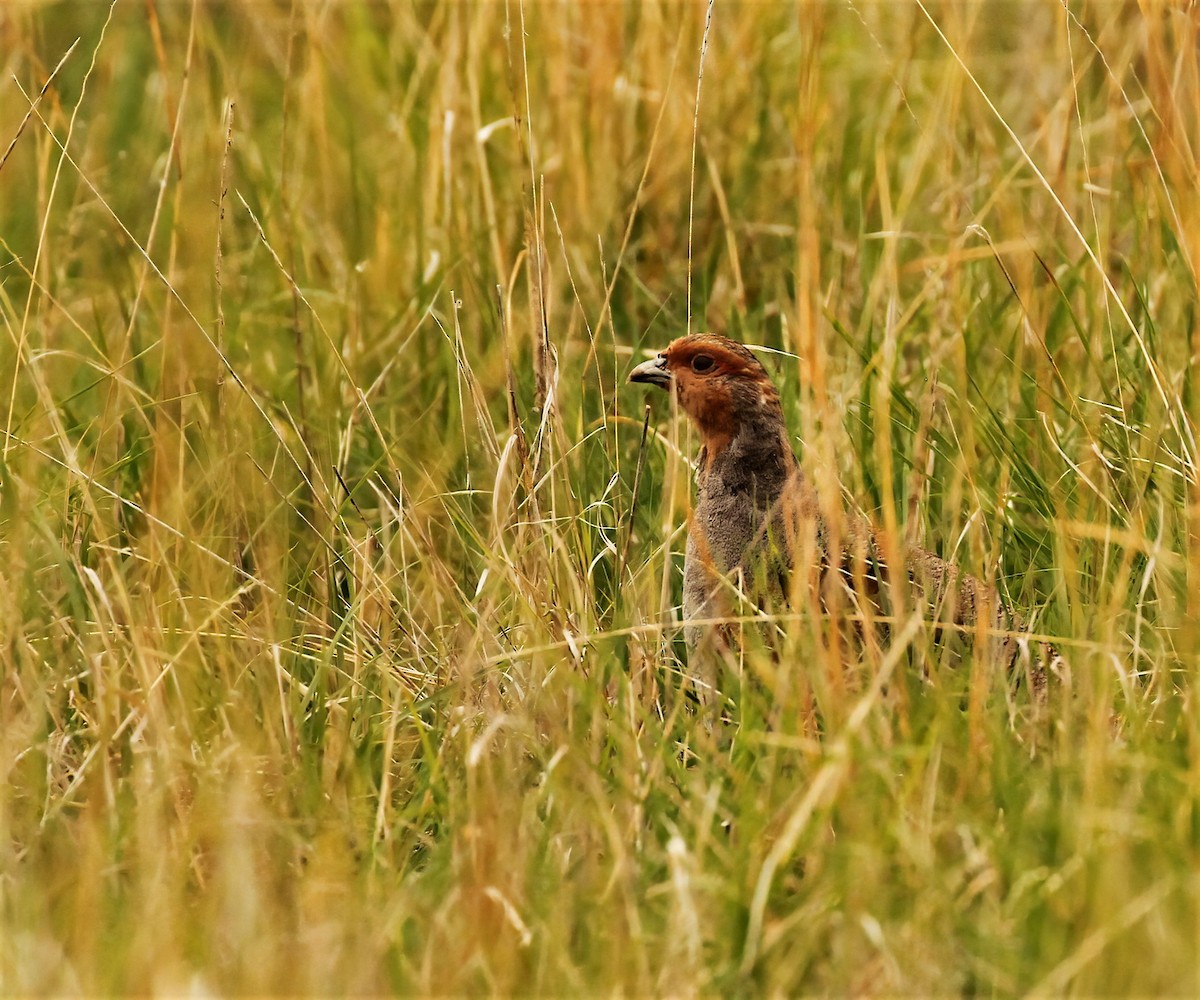 Gray Partridge - ML584067001