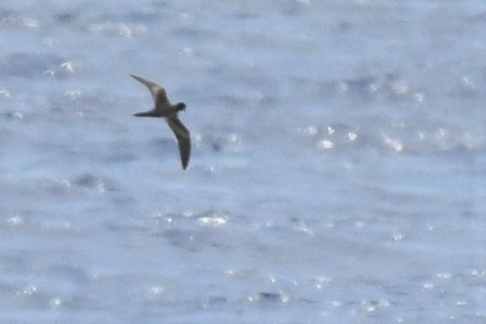 Bulwer's Petrel - ML584068151